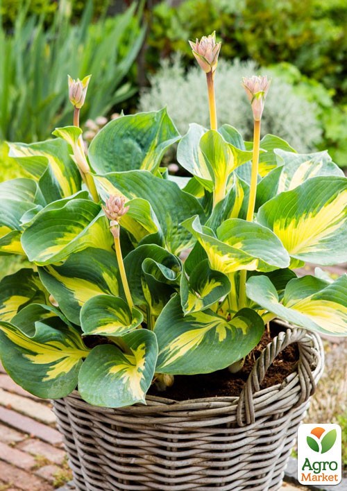 Хоста "Beach Boy" 