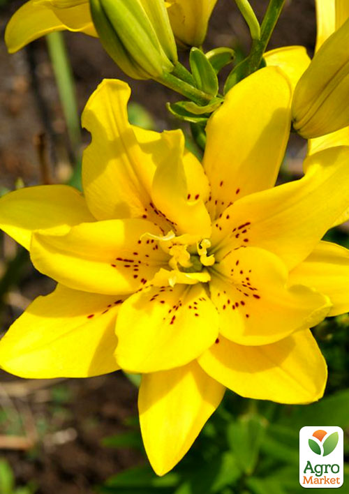 Лілія "Fata Morgana" 1шт в упаковці