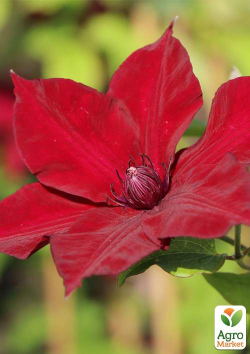 LMTD Клематис 3-х летний "Nubia" (высота 60-80 см)