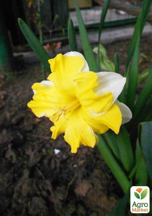 Нарцисс "Cassata" 3шт в упаковке