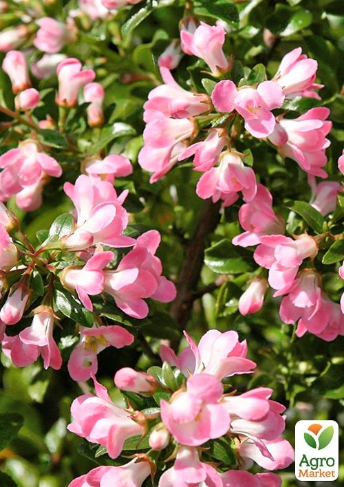 Эскаллония "Apple Blossom"