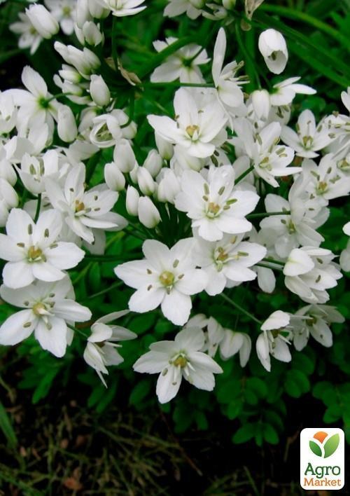 Алліум "Cowanii" (розмір 5/6, середній) 5шт в упаковці