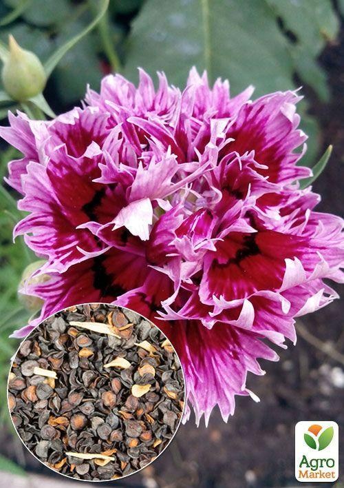 На вагу Гвоздика "Китайська махрова суміш" ТМ "Весна" ціна за 2г