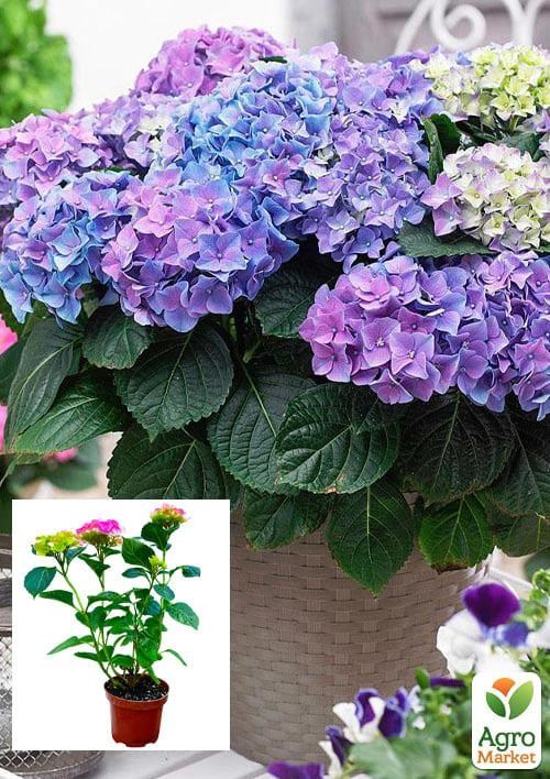 Гортензия крупнолистная 3-х летняя "Early Blue"