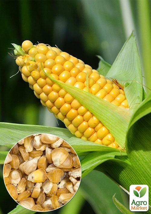 На вагу Кукурудза "Суперсолодка" ТМ "Весна" ціна за 40г