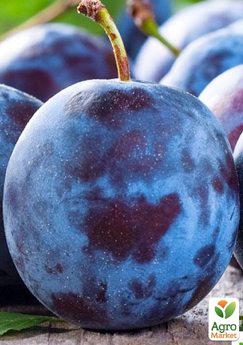 Слива "Кубанская ранняя" (летний сорт, ранний срок созревания)