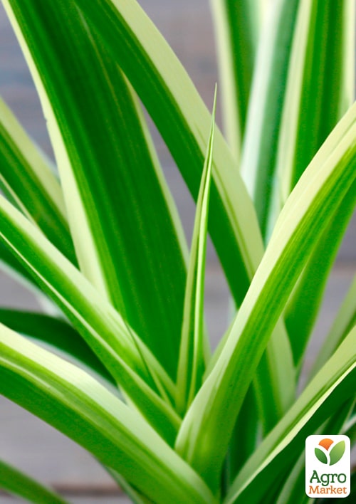 Хлорофитум Вариегата - фото 5