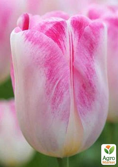 Тюльпан "Infiniti" 3шт в упаковке - фото 2
