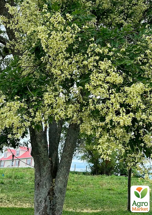 Софора японская (лечебное и медоносное дерево), Р9