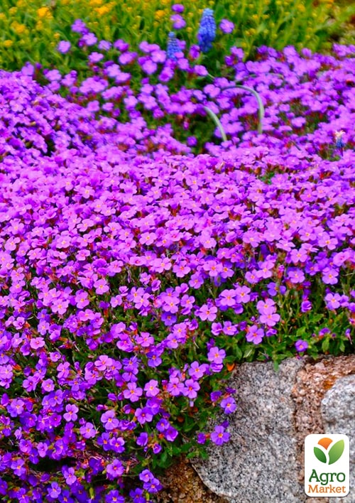 Обриета "Purple Cascade " (контейнер Р9) - фото 3