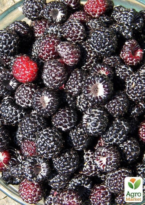 Эксклюзив! Малинно-ежевичный гибрид чёрный с глянцевым блеском "Роскошный блюз" (Luxury Blues) (премиальный крупноплодный сорт) - фото 3
