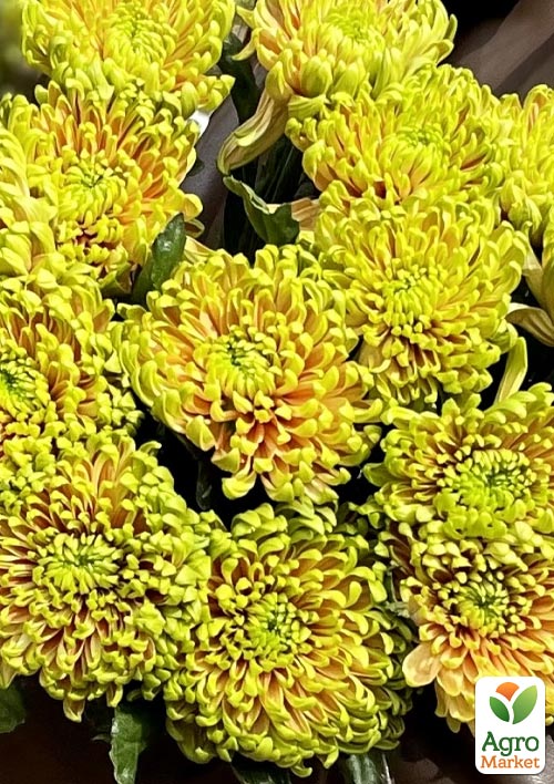 Хризантема  "Woodstock Orange" (низкорослая крупноцветковая) - фото 2