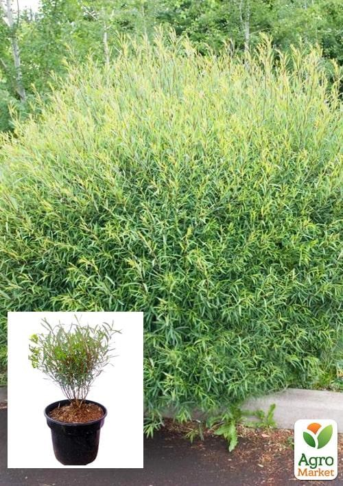 Верба 2-х річна пурпурна "Gracilis"