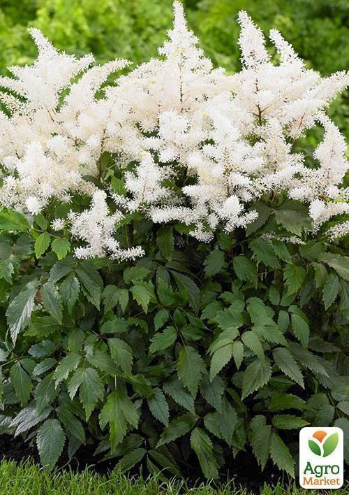 Астильба "Milk and Honey" 1шт - фото 3