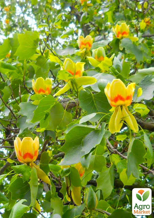 Тюльпанове дерево яскраво-жовте "Ліріодендрон" (Liriodendron tulipifera)