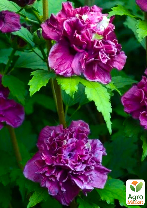 Гибискус древовидный махровый "French Cabaret Red"