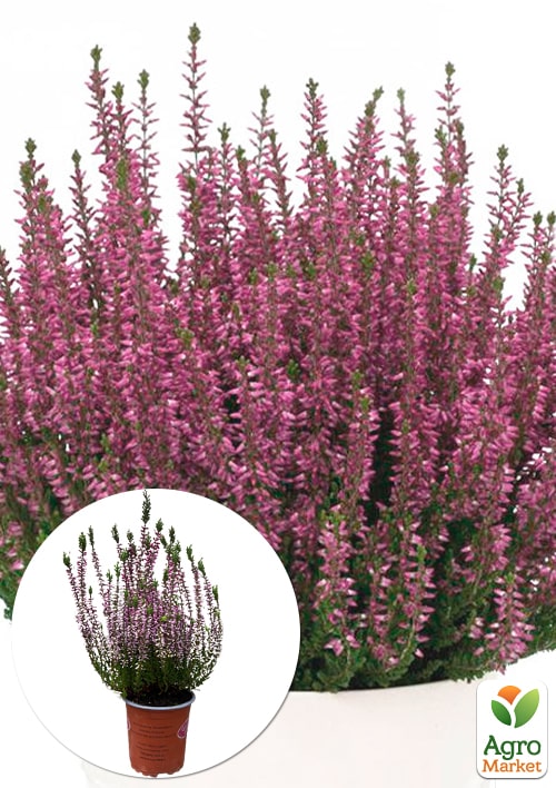 Вереск обыкновенный "Frosien"