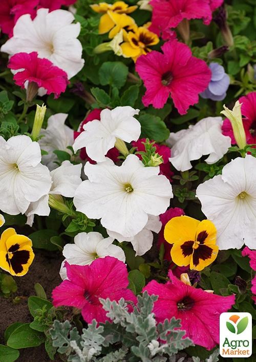 Комплект семян цветов на развес "Шикарный двор" 5уп