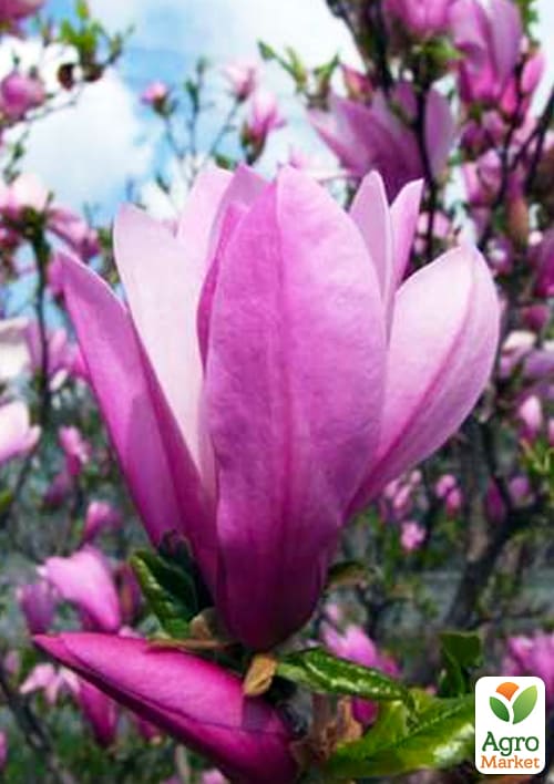 Ексклюзив! Магнолія ніжно-рожева "Алевтина" (Alevtina) (преміальний, хворобостійкий, рясноквітучий)