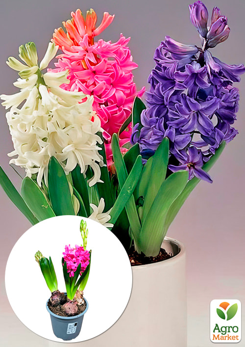 Гіацинт "Tricolor"