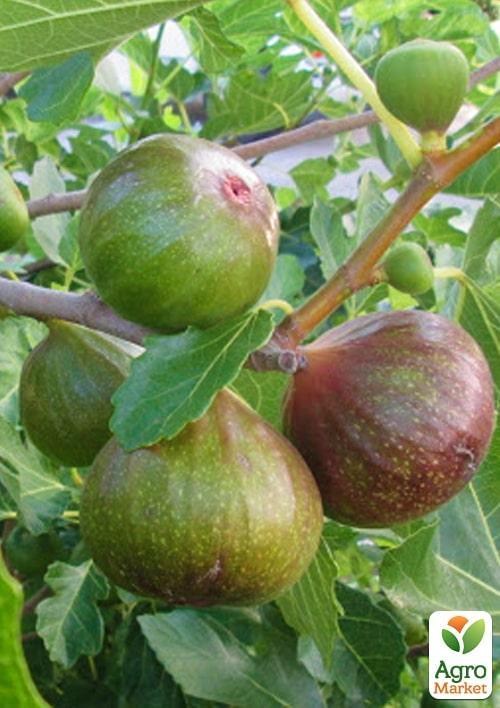 Эксклюзив! Инжир зеленовато-желтый "Дофин" (Dauphine) (примальный, двухурожайный, ранний) 