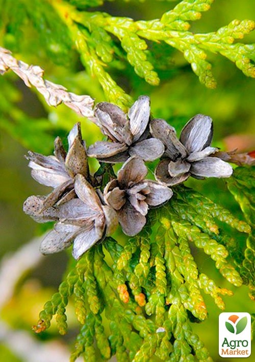 Туя западная "Yellow Ribbon" (ком/сетка) высота 120-140 см - фото 4