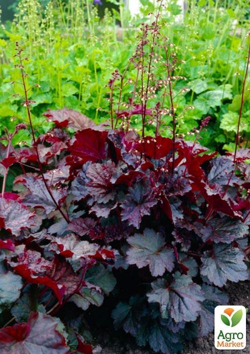 Гейхера (Heuchera) "Palace Purple" 1 шт
