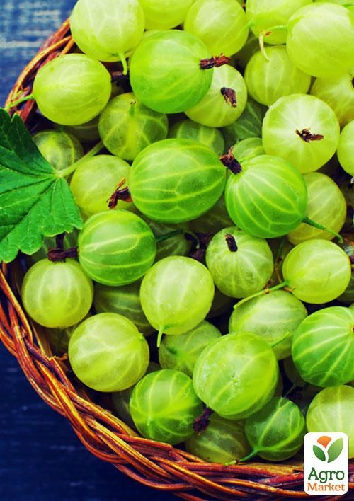 Агрус "Уральський смарагд" (ранній сорт дозрівання)