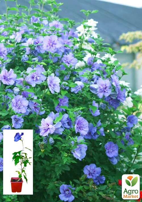 Гибискус сирийский "Blue Chiffon" С2, высота 20-40 см