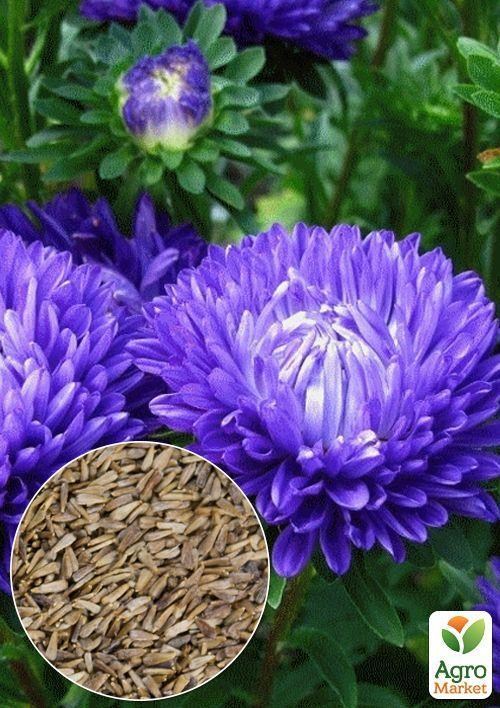 На развес Астра пионовидная голубая ТМ "Весна" цена за 1,5г