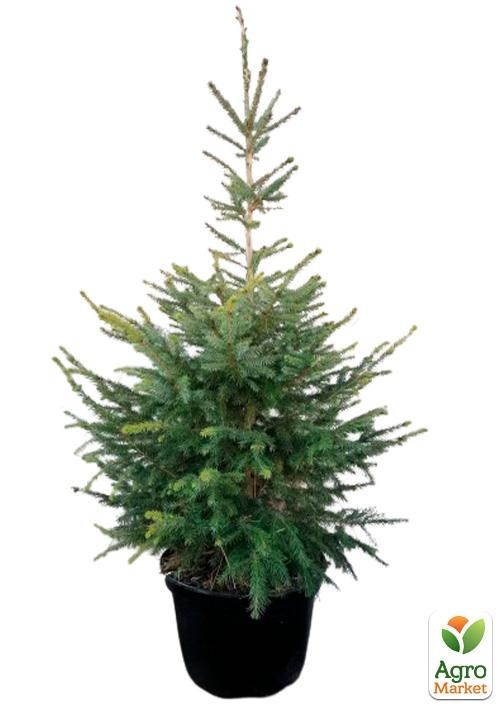 Ялина «Сербська» С20, висота 70-120см - фото 2