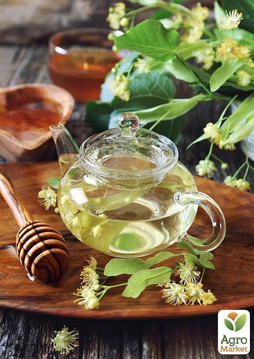 Липа світло-зелена "Королівська" (дуже ароматний сорт) висота 50-100см - фото 4