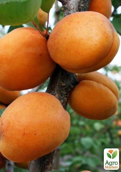 Абрикос "Супериор" (летний сорт, ранний срок созревания)