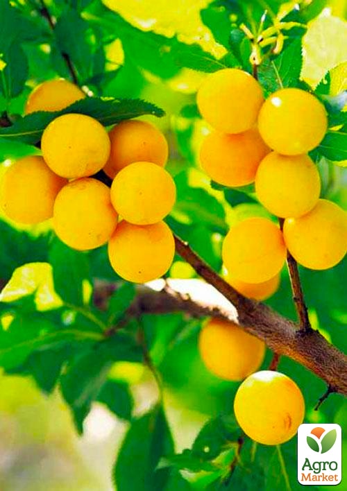 Слива "Ренклод Бове" (средний срок созревания)