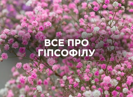 Гіпсофіла: все про догляд та вирощування