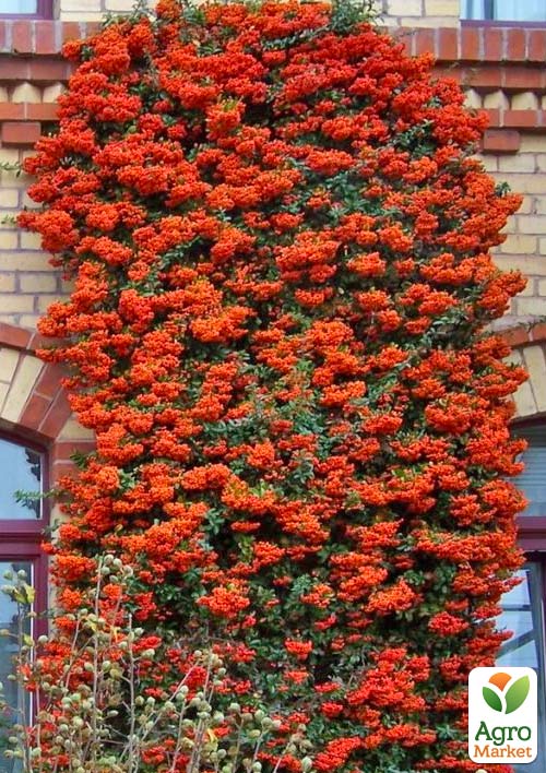 Пираканта "Orange Glow" 3-х летняя (высота 60-80см) - фото 3