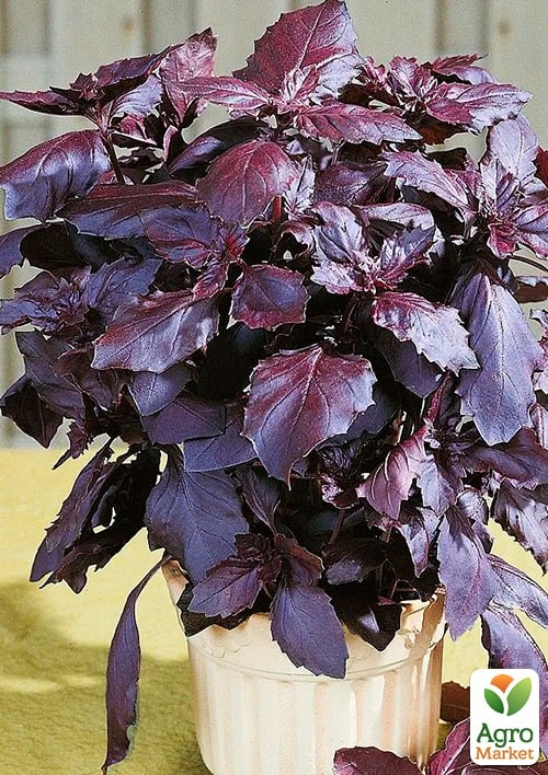 Базилік "Фіолетовий" (Зипер) ТМ "Весна" 1,5г - фото 2