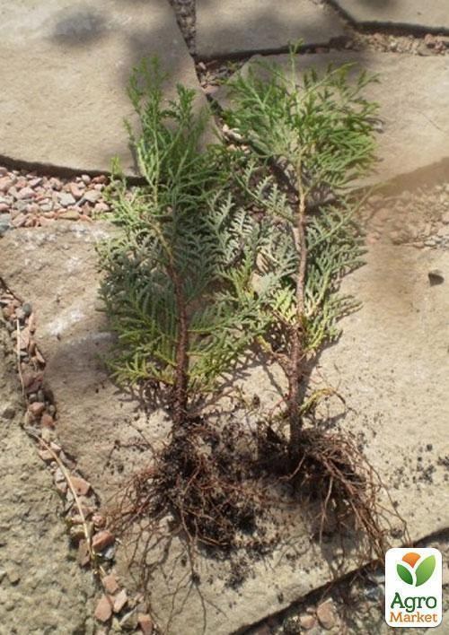 Туя восточная "Аурея Нана" (Aurea Nana) горшок P9 - фото 2