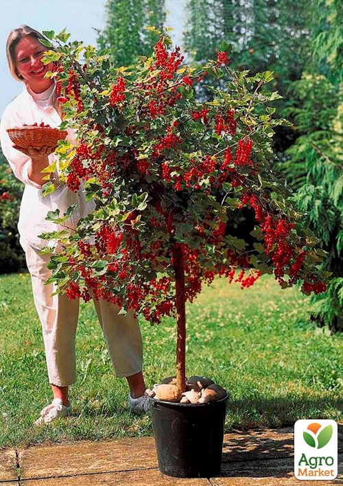 Порічка (смородина) на штамбі "Троїцька" (середньо-пізній термін дозрівання)