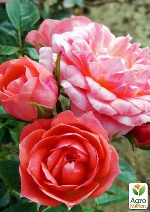 Роза миниатюрная "Happy Times" (саженец класса АА+) высший сорт