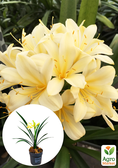 Клівія "Clivia Citrina" (вічнозелена багаторічна кімнатна рослина)