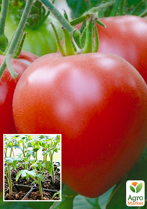 Розсада Томат «Волов'яне Серце» (фермерське вирощування), 1шт в упаковці