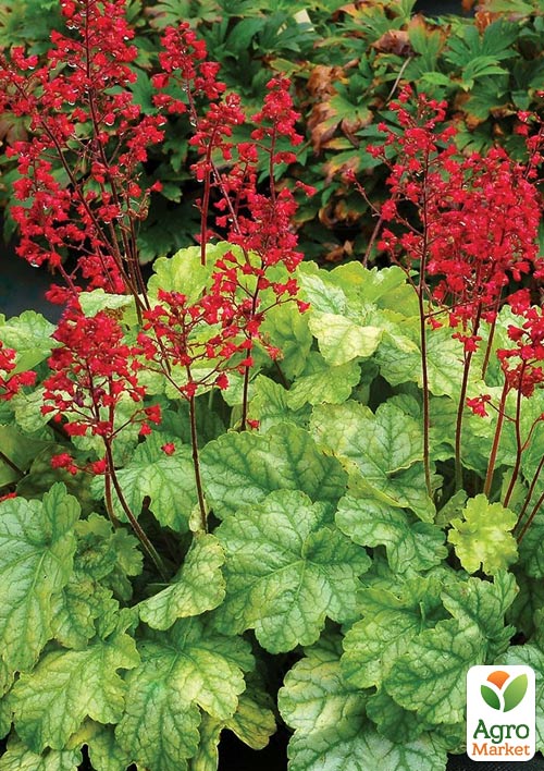 Гейхера (Heuchera) "Tokyo" С1 (высота 15-30см)