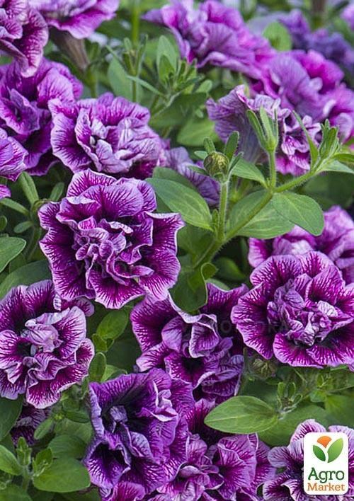 Сурфиния "Double Cascade Lavender" (контейнер № 10, высота 10-15 см)