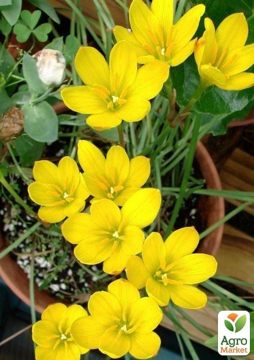 Зефірантес «Citrina»