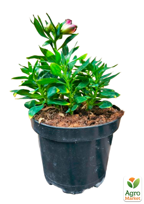 Альстромерия inticancha Patio "Machu" (выращено in-vitro) С1,5 - фото 6