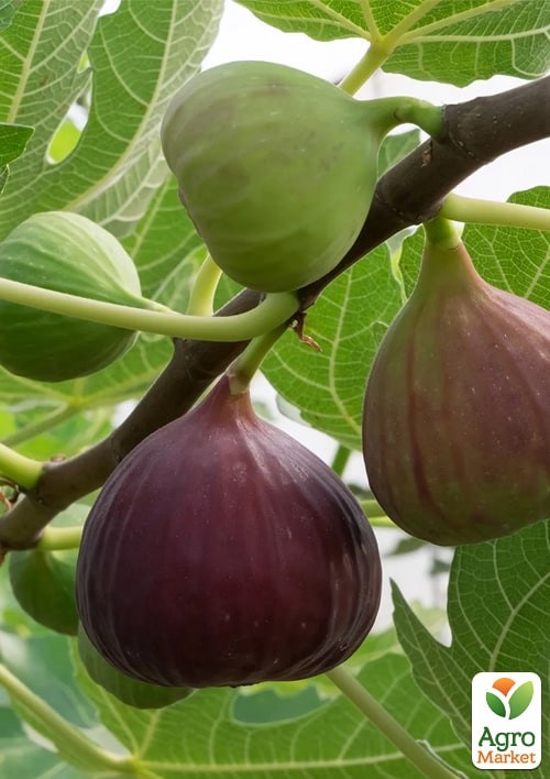 Инжир "Violet" ТМ "Vesna Exclusive" 0,01г