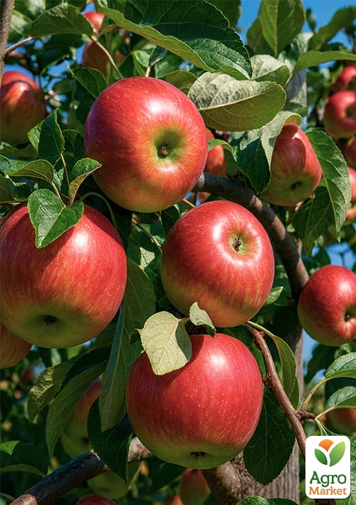 Яблоня "Эмбасси" (зимний сорт, поздний срок созревания)