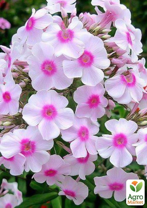 Флокс багаторічний "Miss Holland" 1шт в упаковці