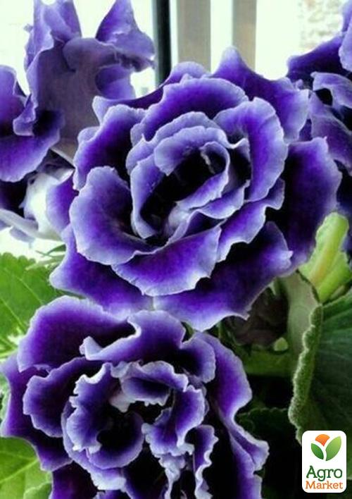 Глоксинія "Брокад F1" синьо-біла ТМ "Vesna Select" 5шт - фото 3